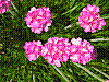 flora97.jpg