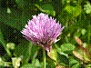 flora98.jpg