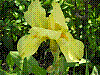 flora99.jpg