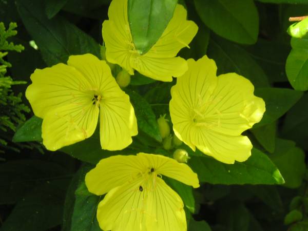 flora10.jpg