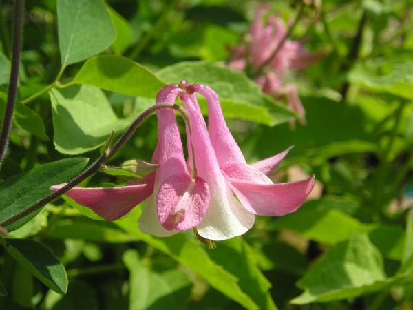 flora100.jpg