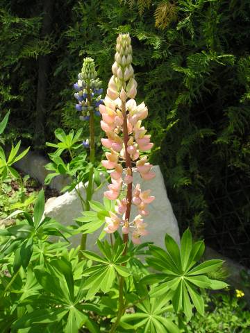 flora101.jpg