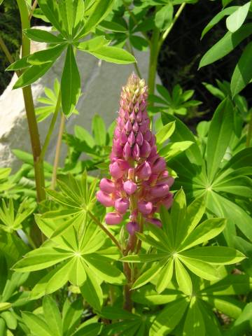 flora102.jpg