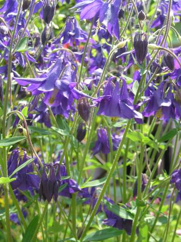 flora103.jpg