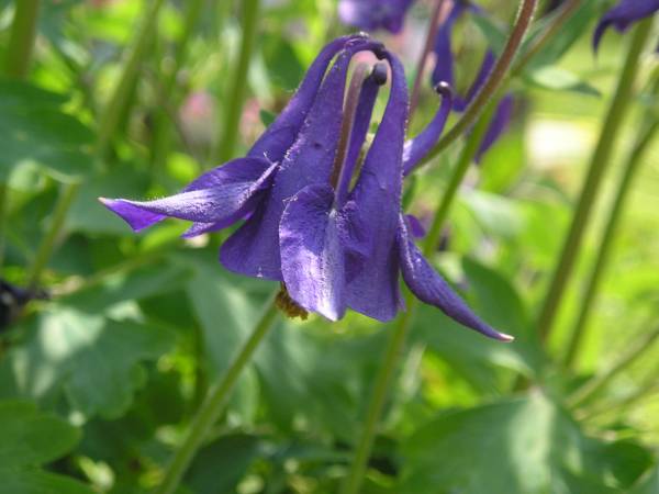 flora104.jpg
