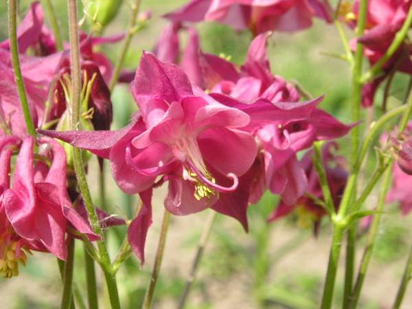 flora105.jpg