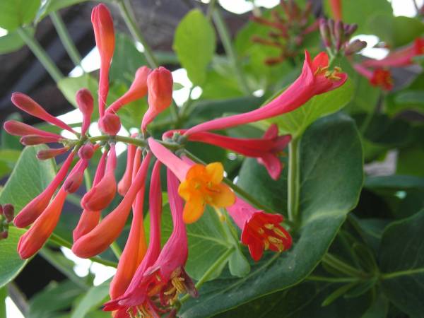 flora106.jpg