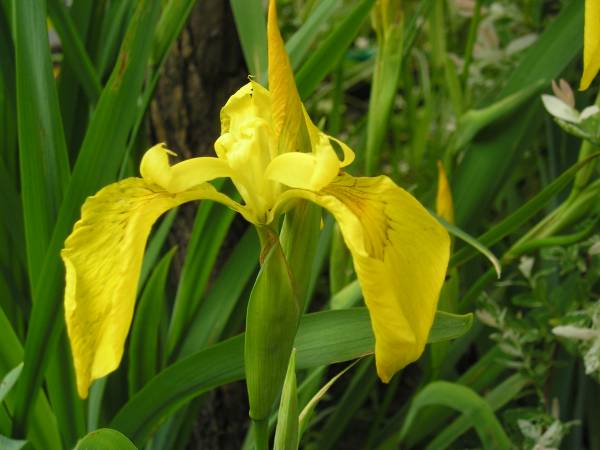 flora108.jpg