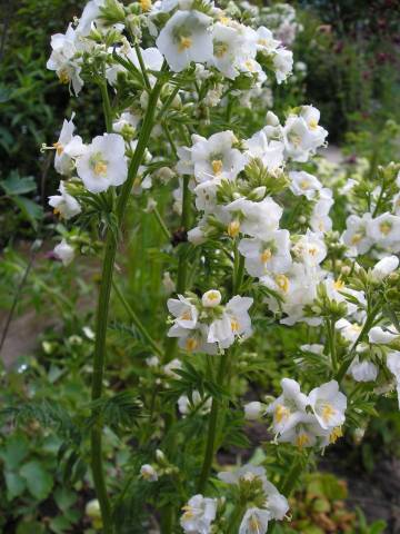 flora109.jpg