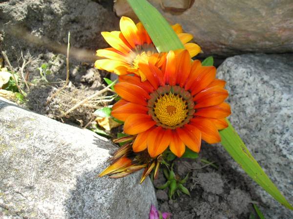 flora11.jpg