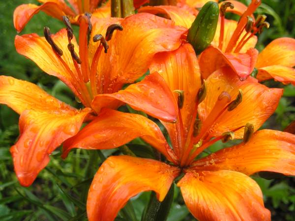 flora111.jpg