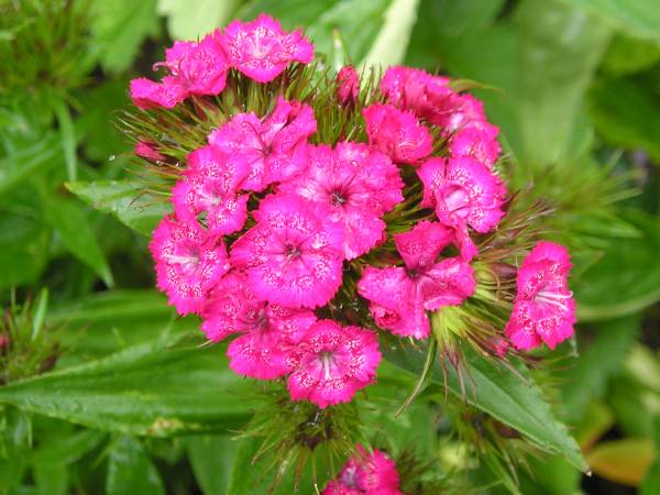 flora112.jpg