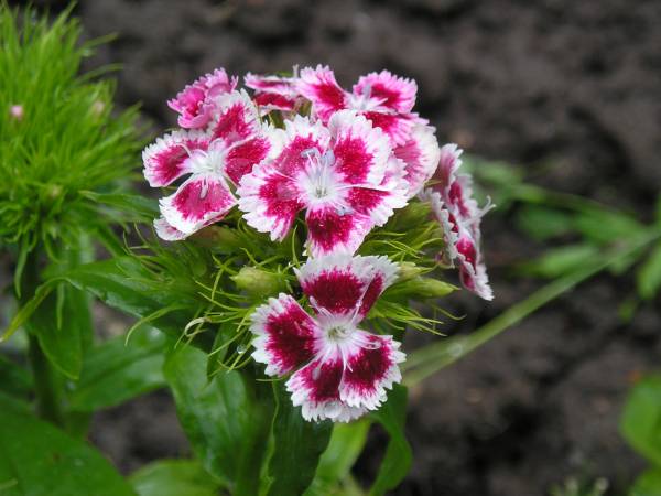 flora113.jpg