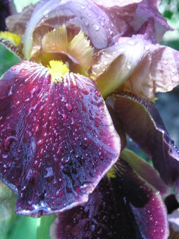 flora115.jpg