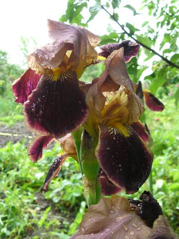 flora116.jpg