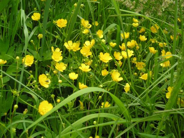 flora117.jpg