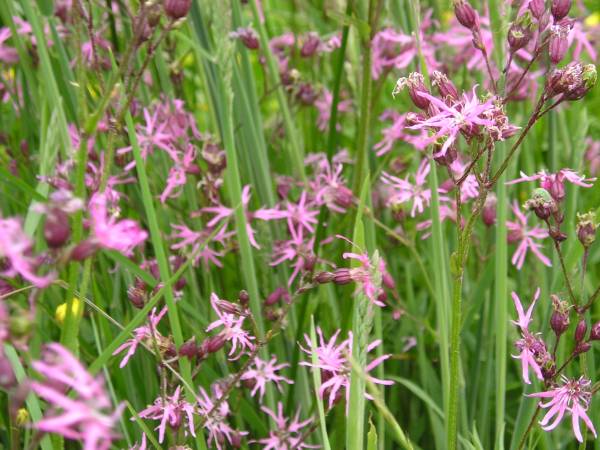 flora118.jpg