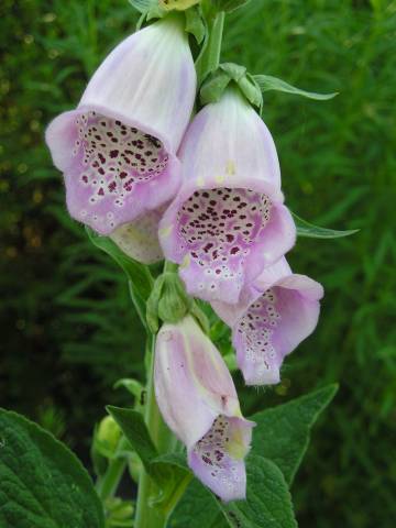 flora119.jpg