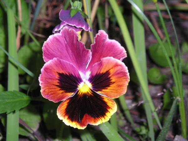 flora12.jpg