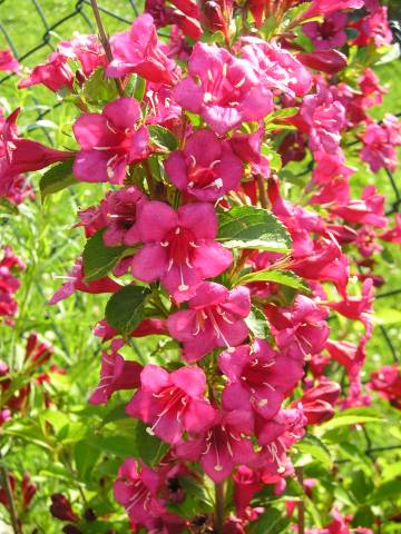 flora120.jpg