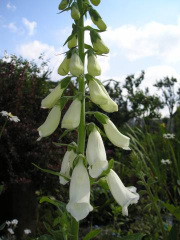 flora121.jpg
