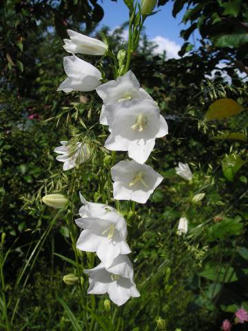 flora122.jpg