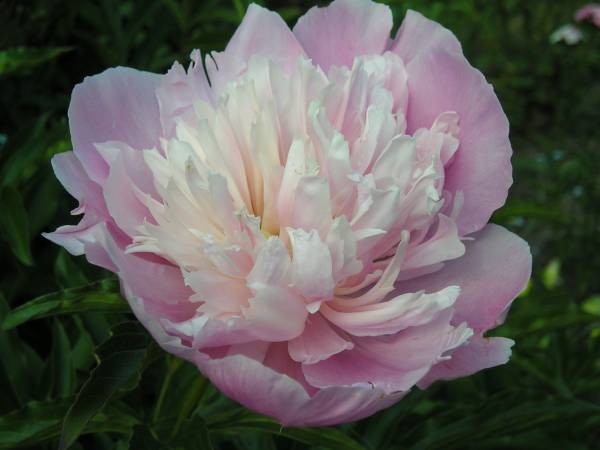 flora123.jpg