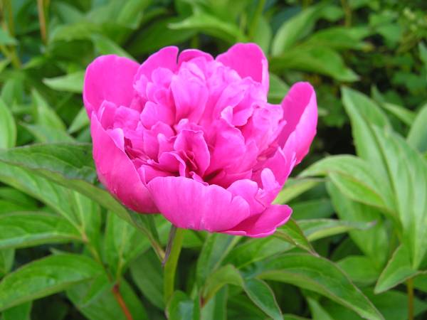 flora124.jpg