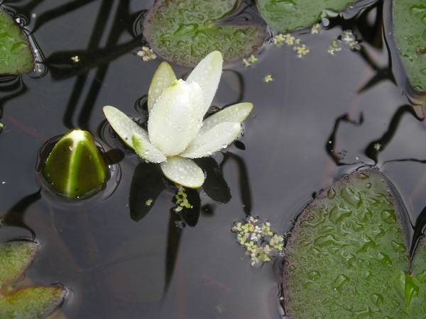 flora125.jpg