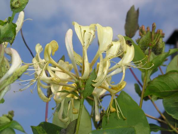 flora126.jpg