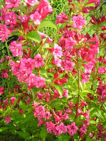 flora127.jpg