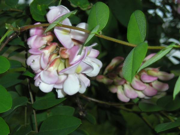 flora128.jpg