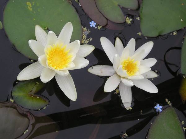 flora131.jpg