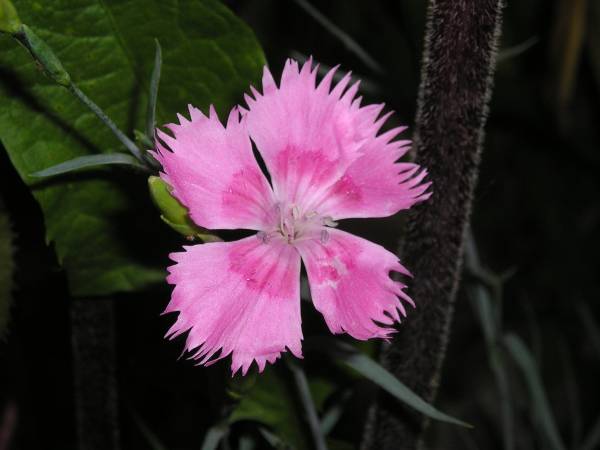 flora132.jpg