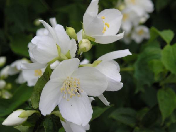 flora133.jpg