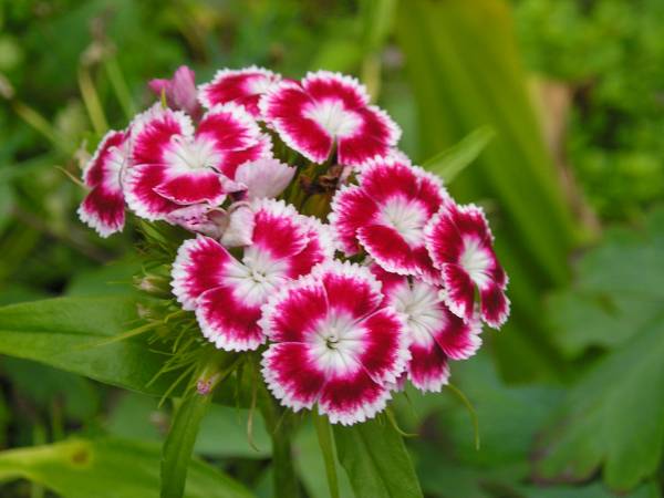 flora134.jpg