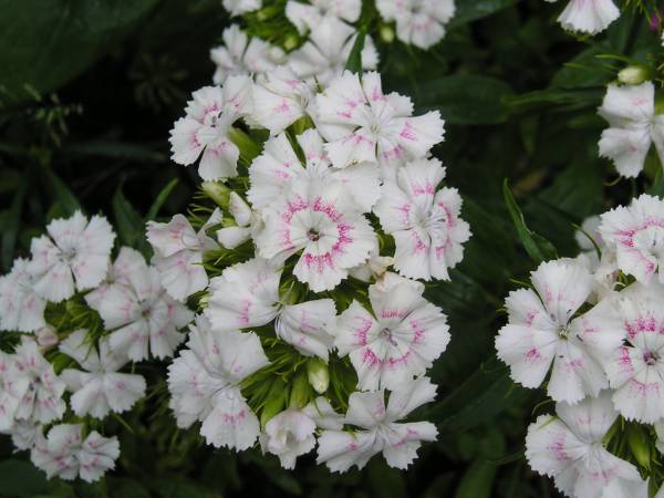 flora135.jpg