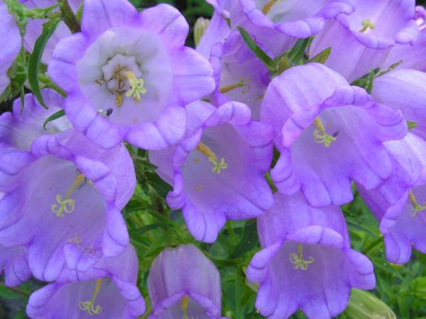 flora137.jpg