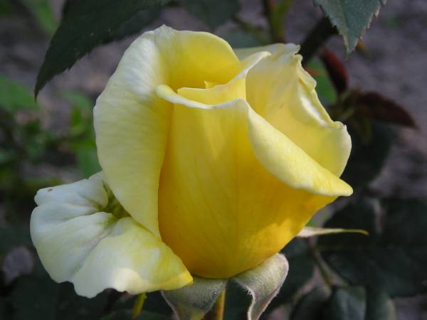 flora138.jpg