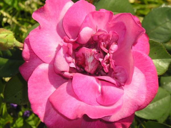flora139.jpg
