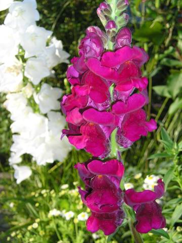flora140.jpg