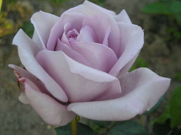 flora141.jpg