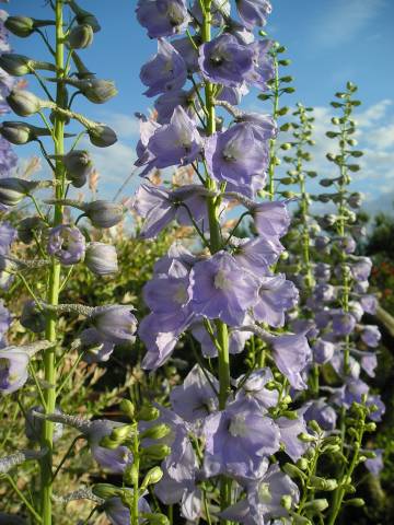flora142.jpg