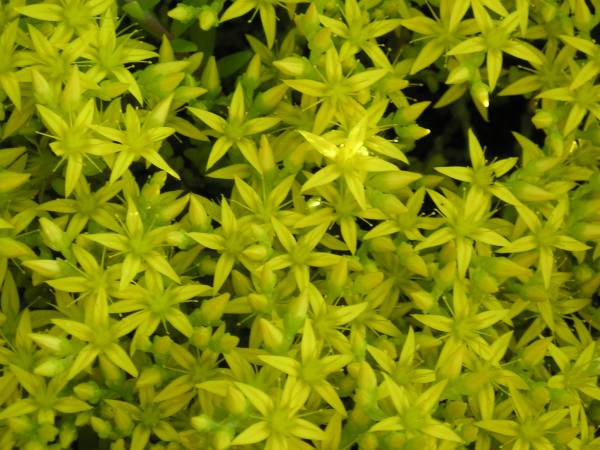flora144.jpg