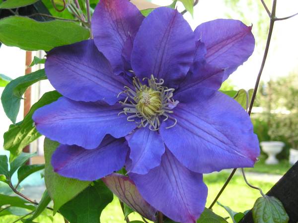 flora145.jpg