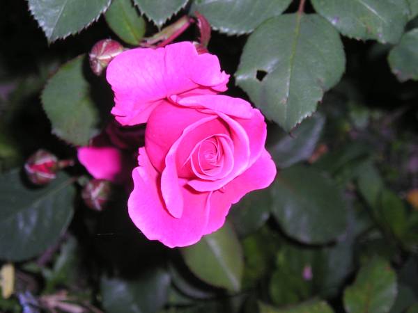 flora147.jpg