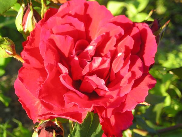 flora148.jpg