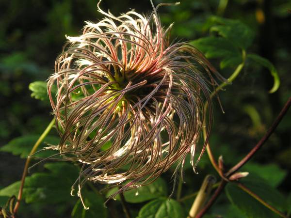 flora149.jpg