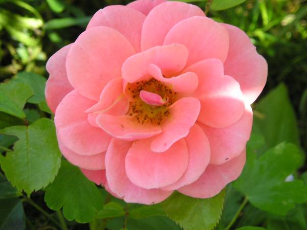 flora15.jpg
