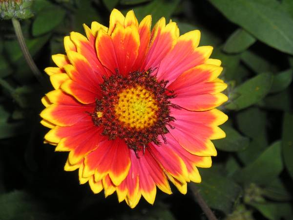 flora150.jpg